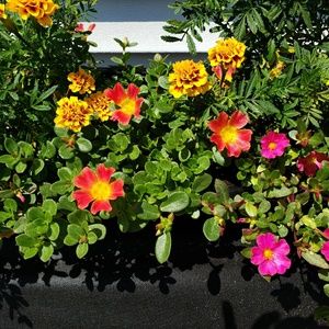 Meet your Posher, Therese